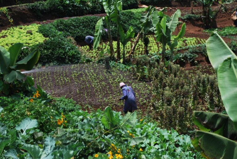 A Vibrant Eco-Haven: Discovering Mlango Farm